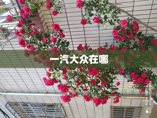 一汽大众在哪