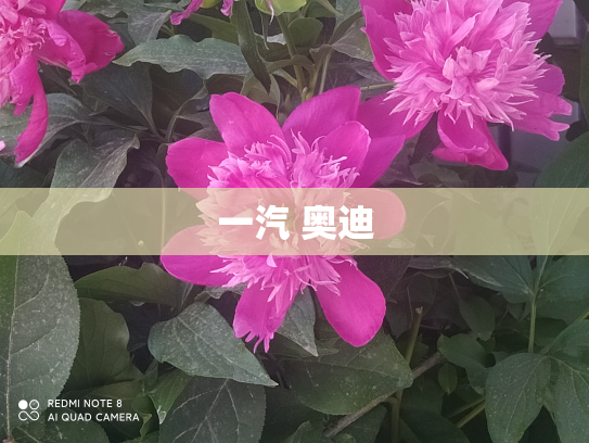 一汽 奥迪