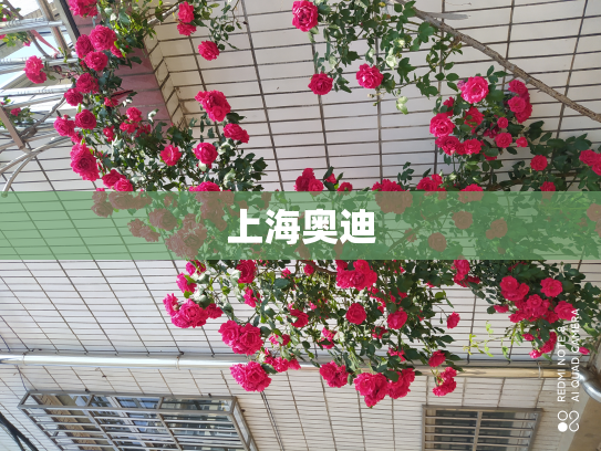上海奥迪