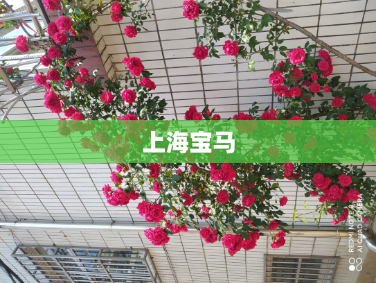 上海宝马