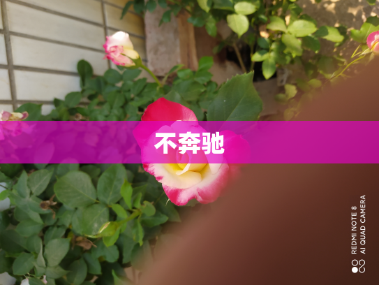 不奔驰