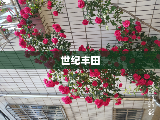 世纪丰田