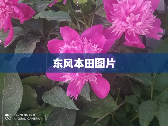 东风本田图片