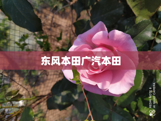 东风本田广汽本田