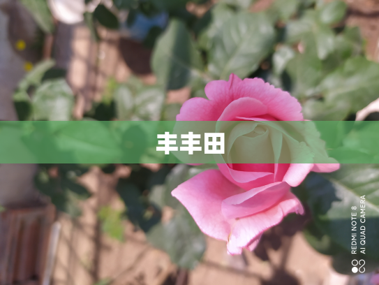 丰丰田