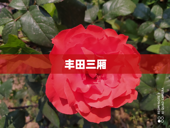 丰田三厢