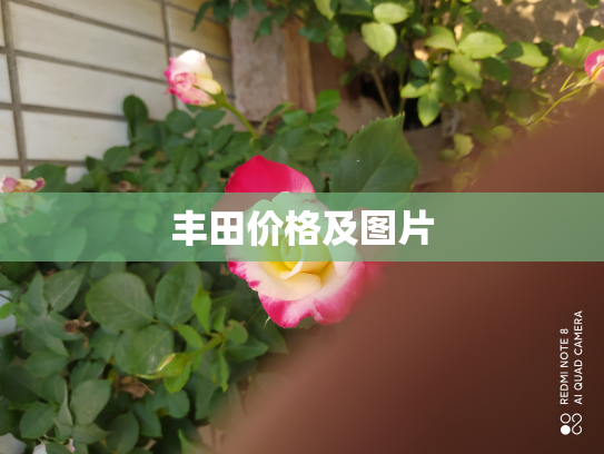 丰田价格及图片