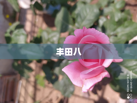 丰田八