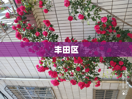 丰田区