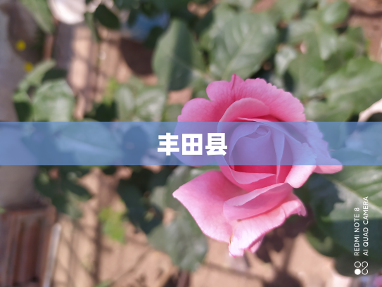 丰田县