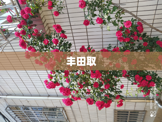 丰田取