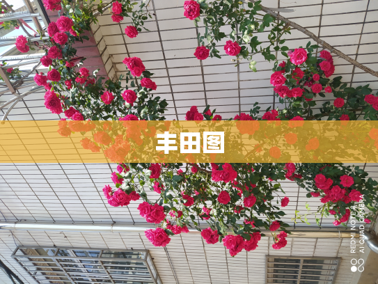 丰田图