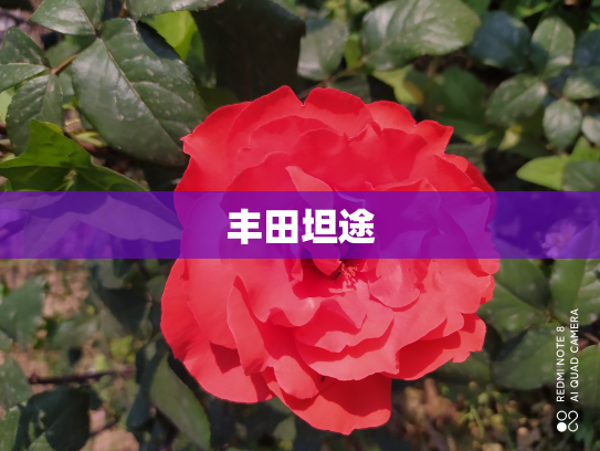 丰田坦途