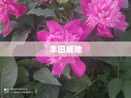 丰田威弛