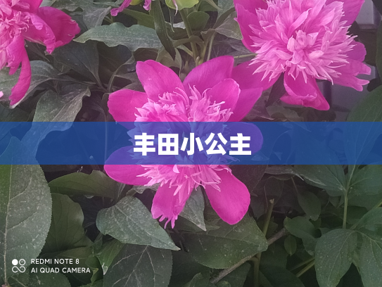 丰田小公主