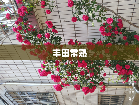 丰田常熟