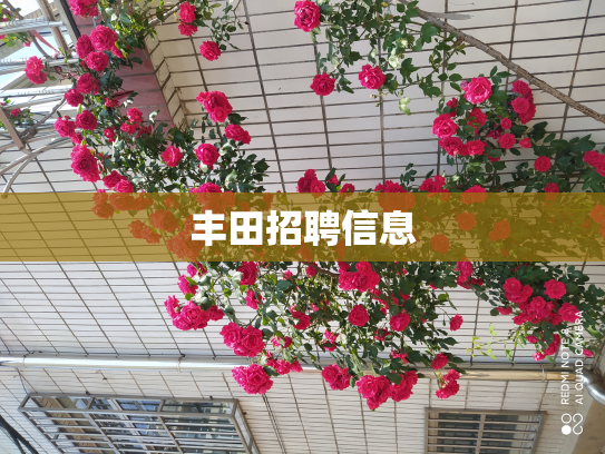 丰田招聘信息