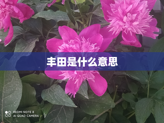 丰田是什么意思