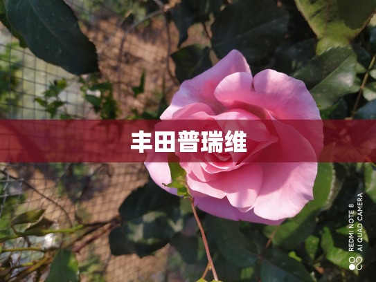 丰田普瑞维