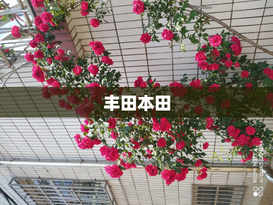 丰田本田
