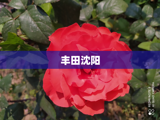 丰田沈阳