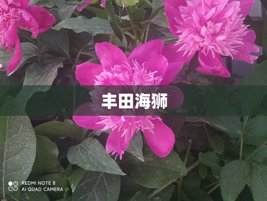 丰田海狮
