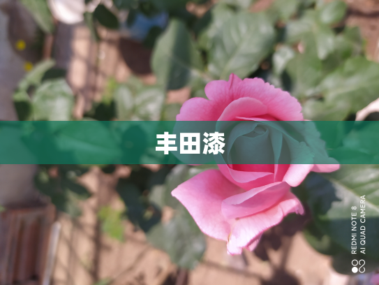 丰田漆