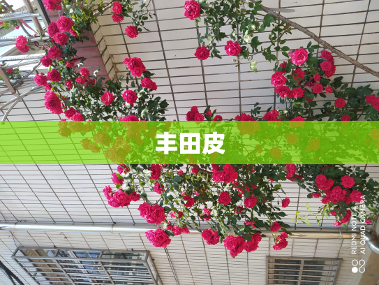 丰田皮