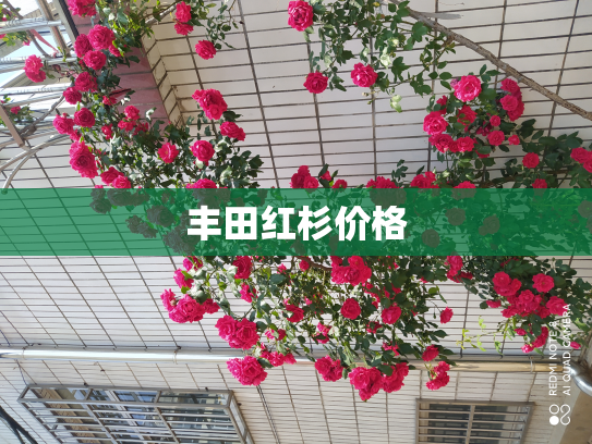 丰田红杉价格