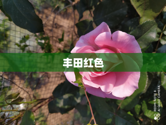 丰田红色