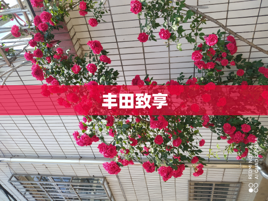 丰田致享