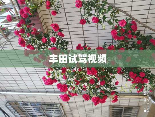 丰田试驾视频
