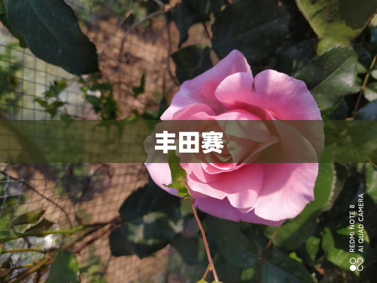 丰田赛