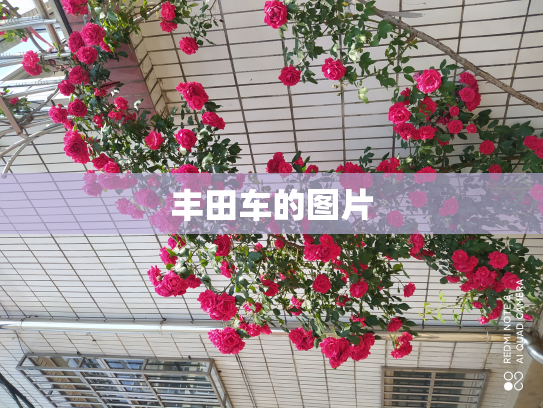 丰田车的图片