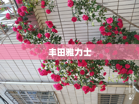 丰田雅力士