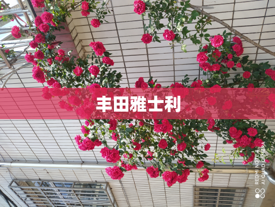 丰田雅士利