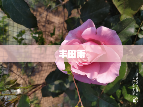 丰田雨