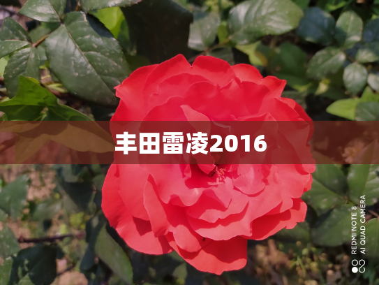 丰田雷凌2016