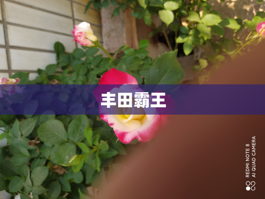 丰田霸王