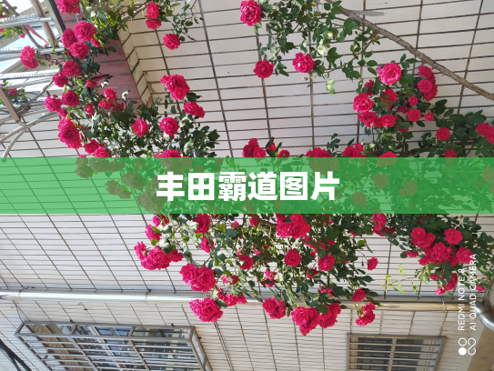 丰田霸道图片