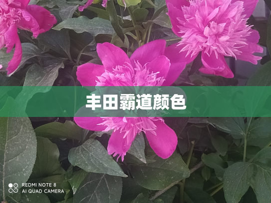 丰田霸道颜色