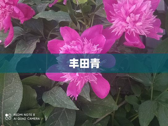 丰田青