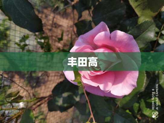 丰田高