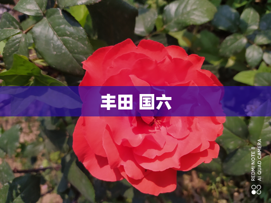 丰田 国六