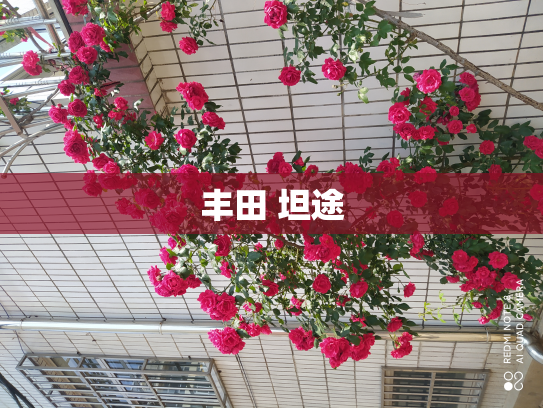 丰田 坦途