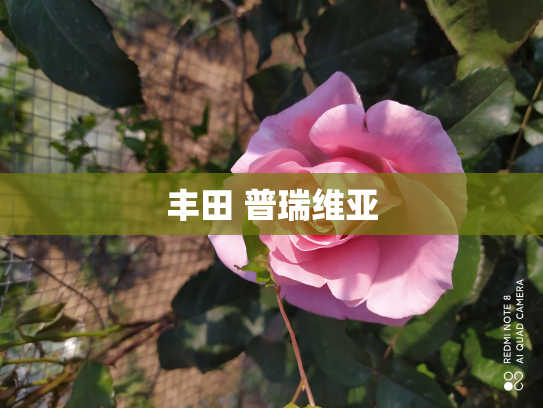 丰田 普瑞维亚