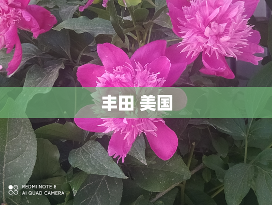 丰田 美国