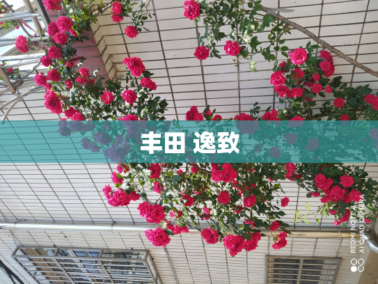 丰田 逸致