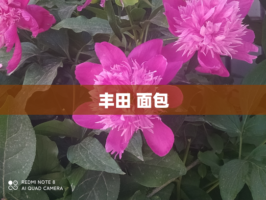 丰田 面包