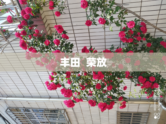 丰田  荣放